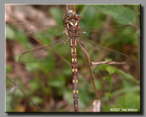 Brown Spiketail (Cordulegaster bilineata)