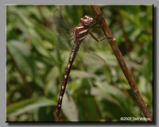 Brown Spiketail (Cordulegaster bilineata)