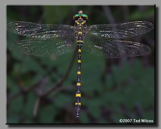 Tiger Spiketail (Cordulegaster erronea)
