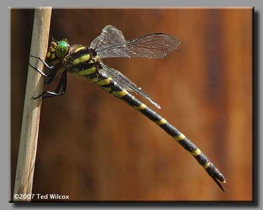 Tiger Spiketail (Cordulegaster erronea)