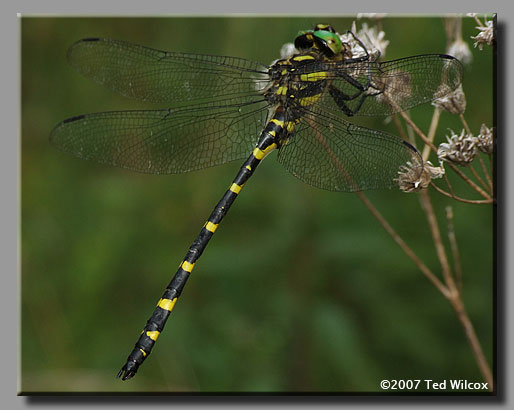 Tiger Spiketail (Cordulegaster erronea)
