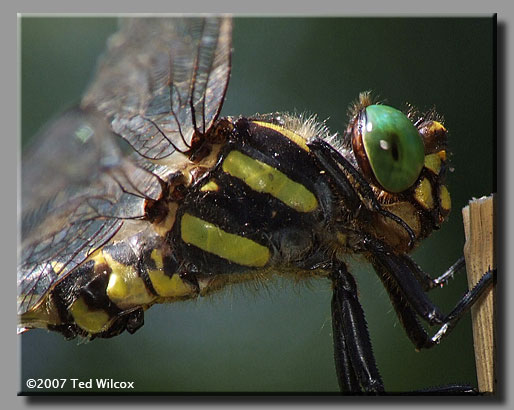 Tiger Spiketail (Cordulegaster erronea)