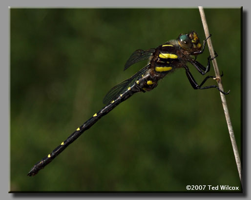 Twin-spotted Spiketail (Cordulegaster maculata)