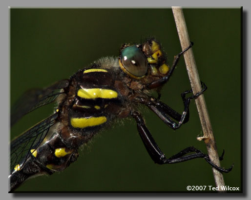 Twin-spotted Spiketail (Cordulegaster maculata)