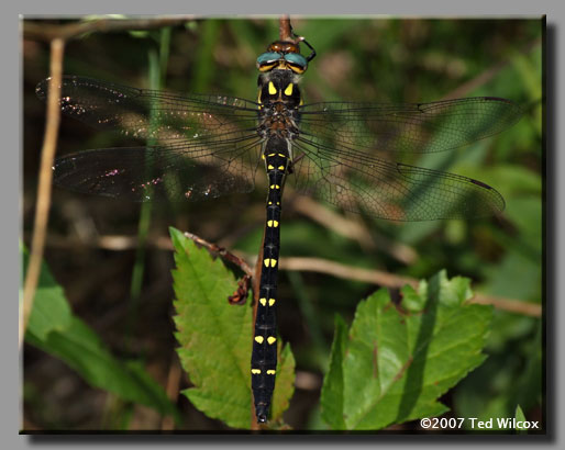 Twin-spotted Spiketail (Cordulegaster maculata)