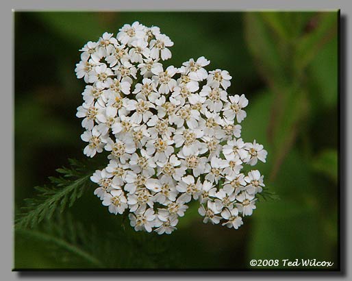 Yarrow / Milfoil (Achillea millefolium)