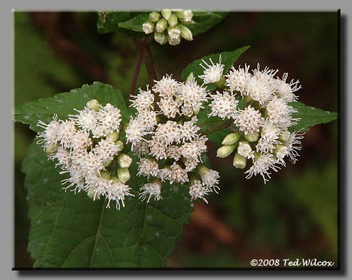 White Snakeroot (Ageratina altissima)
