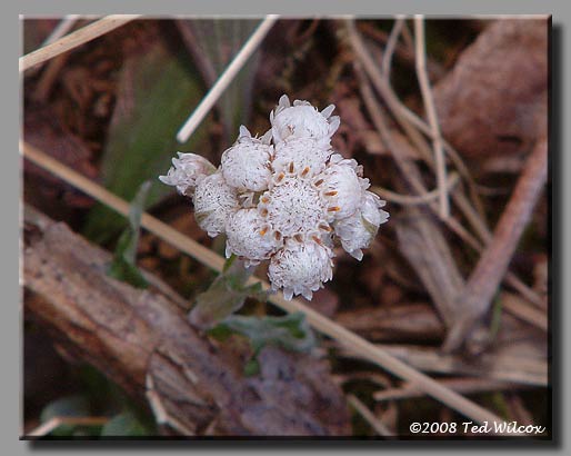 Plantainleaf Pussytoes (Antennaria plantaginifolia)