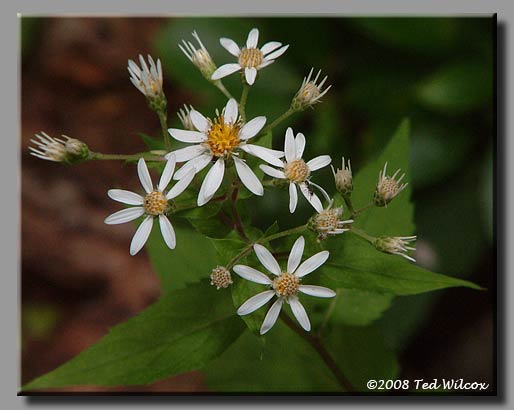 White Wood Aster (Aster divaricatus)
