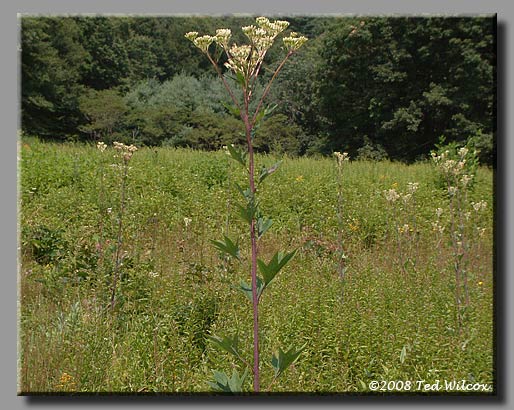 Sweet-Scented Indian Plantain (Cacalia suaveolens)