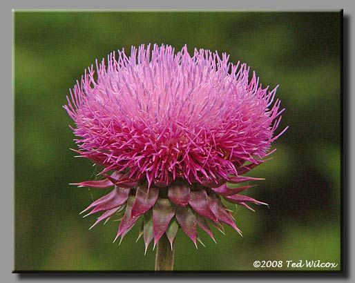Nodding Thistle (Carduus nutans)