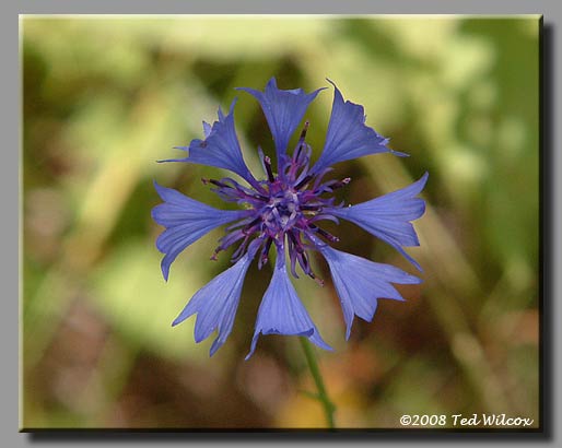 Bachelor's Button (Centaurea cyanus)