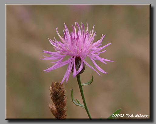 Spotted Knapweed (Centaurea maculosa)