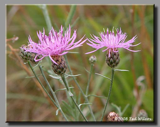 Spotted Knapweed (Centaurea maculosa)