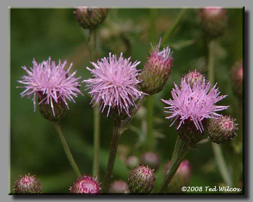 Spotted Knapweed (Centaurea maculosa)