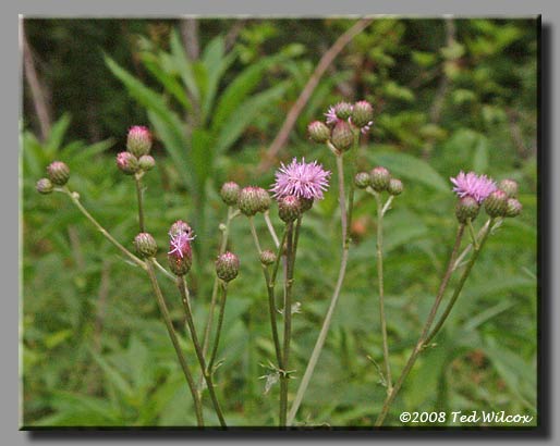 Spotted Knapweed (Centaurea maculosa)
