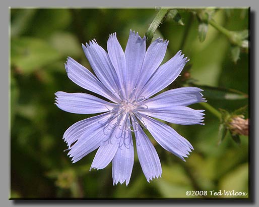 Chicory (Cichorium intybus)