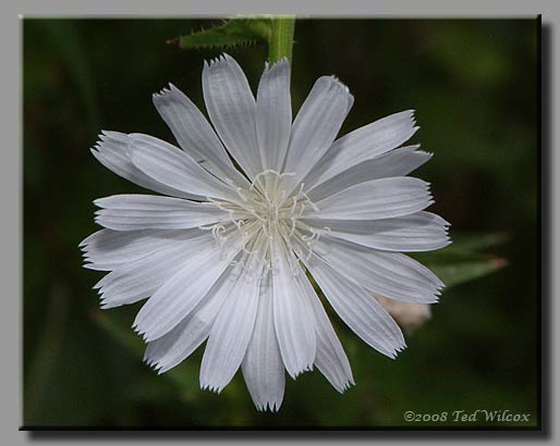 Chicory (Cichorium intybus)