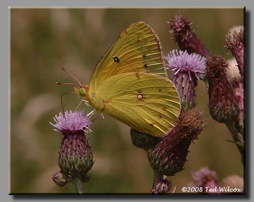Canada Thistle (Cirsium arvense)