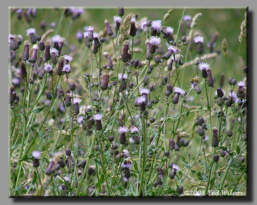 Canada Thistle (Cirsium arvense)