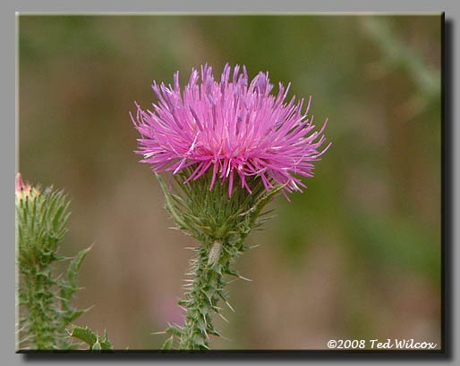 Pasture Thistle (Cirsium pumilum)