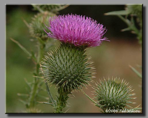 Bull Thistle (Cirsium vulgare)