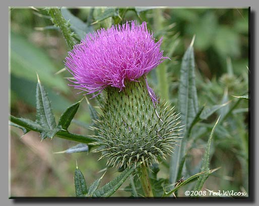 Bull Thistle (Cirsium vulgare)