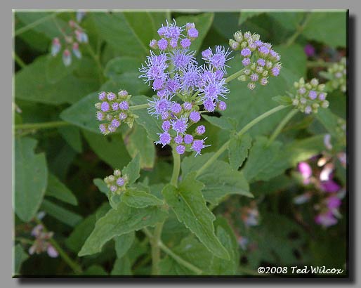 Mistflower (Conoclinium coelestinum)