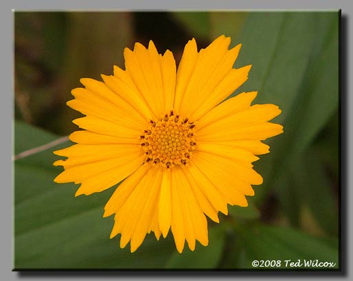 Lobed Tickseed (Coreopsis auriculata)