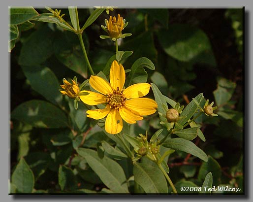 Whorled Coreopsis (Coreopsis major)