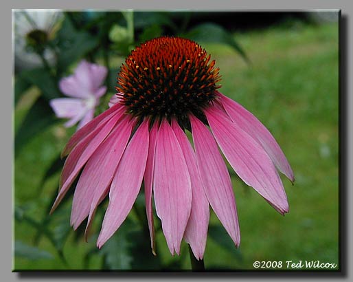 Purple Coneflower (Echinacea purpurea)