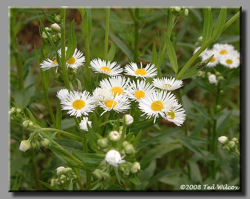 Daisy Fleabane (Erigeron annuus)
