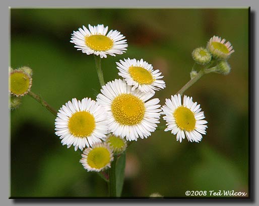 Daisy Fleabane (Erigeron annuus)