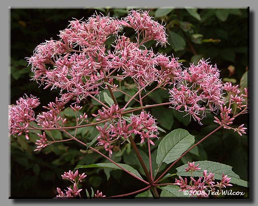 Hollow Joe-Pye Weed (Eupatorium fistulosum)