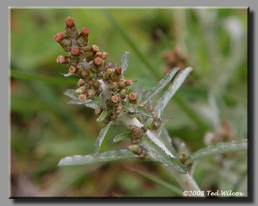 Purple Cudweed (Gamochaeta purpurea)
