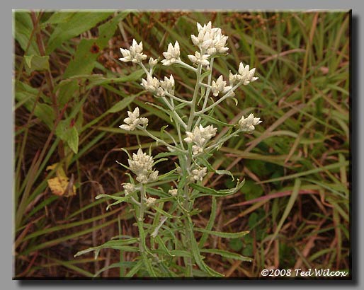 Rabbit Tobacco / Sweet Everlasting (Gnaphalium obtusifolium)