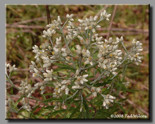 Rabbit Tobacco / Sweet Everlasting (Gnaphalium obtusifolium)