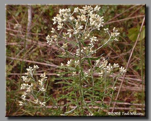 Rabbit Tobacco / Sweet Everlasting (Gnaphalium obtusifolium)