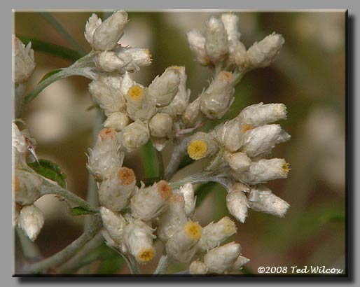 Rabbit Tobacco / Sweet Everlasting (Gnaphalium obtusifolium)