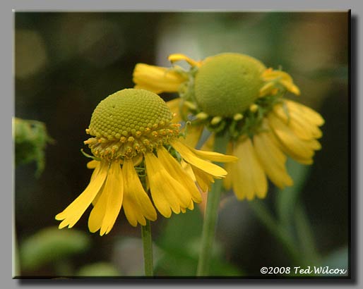 Autumn Sneezeweed / Common Sneezeweed (Helenium autumnale)