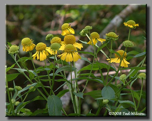 Autumn Sneezeweed / Common Sneezeweed (Helenium autumnale)