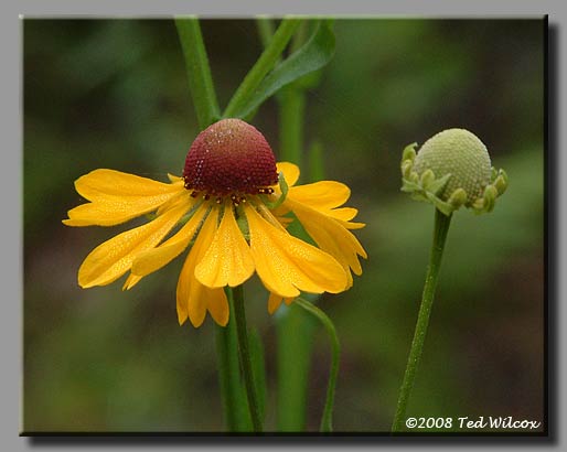 Purple-Headed Sneezeweed (Helenium flexuosum)