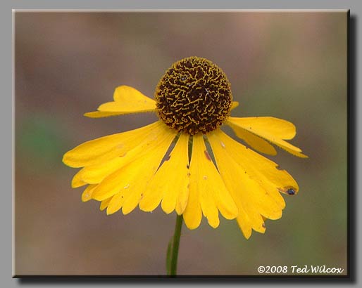 Purple-Headed Sneezeweed (Helenium flexuosum)