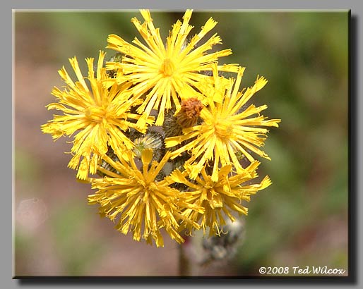King Devil (Hieracium caespitosum)