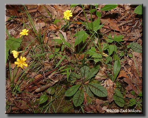 Rattlesnake Weed (Hieracium venosum)