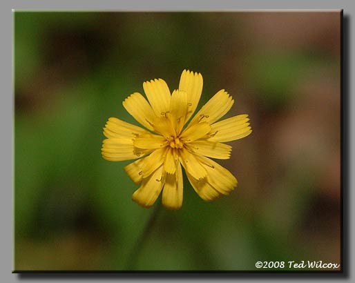 Rattlesnake Weed (Hieracium venosum)