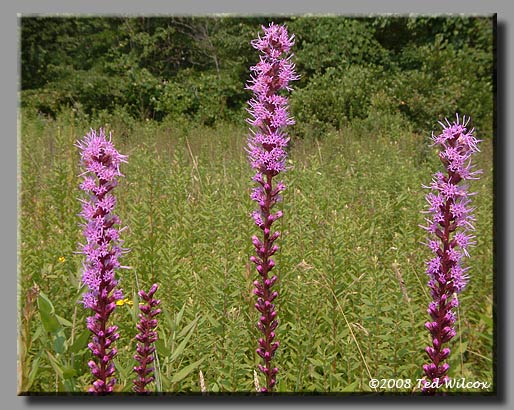 Dense Blazing Star (Liatris spicata)