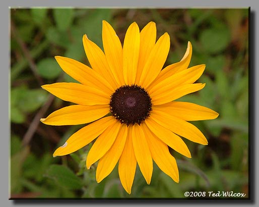 Black-Eyed Susan (Rudbeckia hirta)