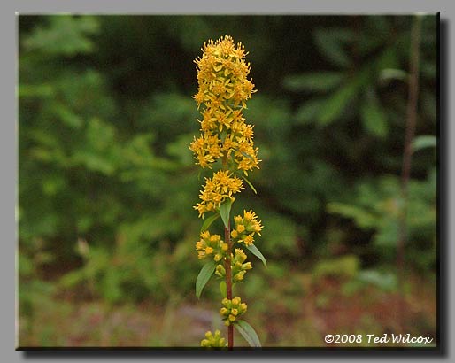 Blue-Stemmed Goldenrod / Wreath Goldenrod (Solidago caesia)