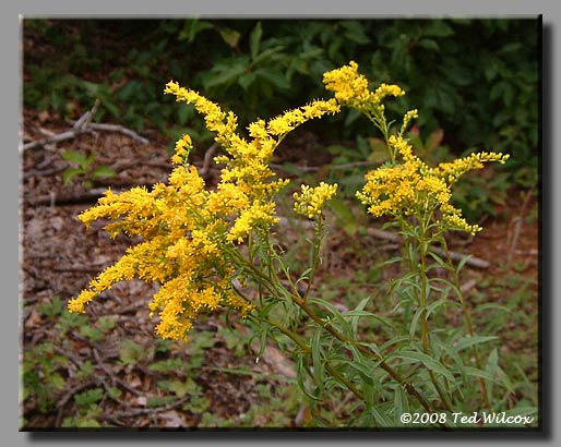 Early Goldenrod (Solidago juncea)